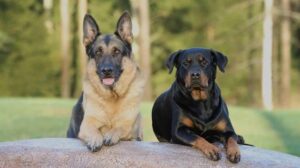 german shepherd rottweiler mix